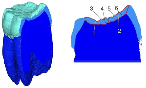 measurement of tooth enamel thickness|function of enamel in teeth.